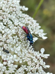 Chrysis graelsii