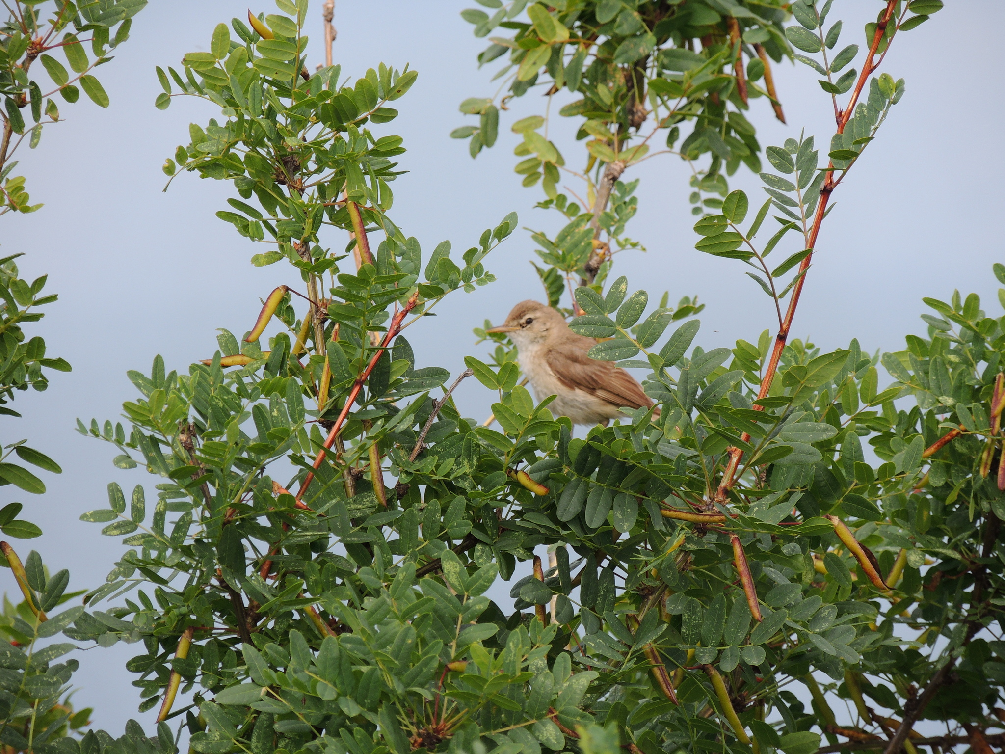 Booted Warbler