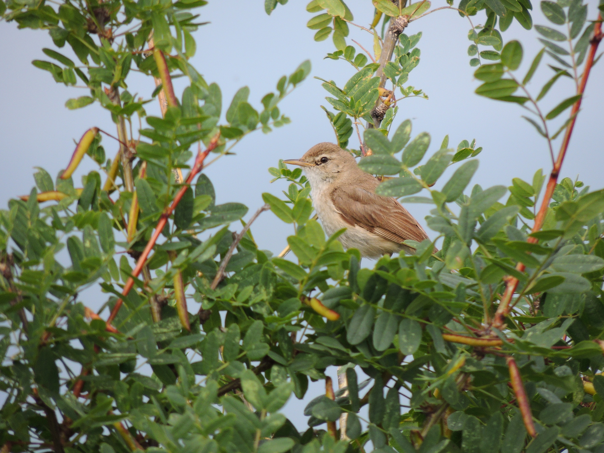 Booted Warbler