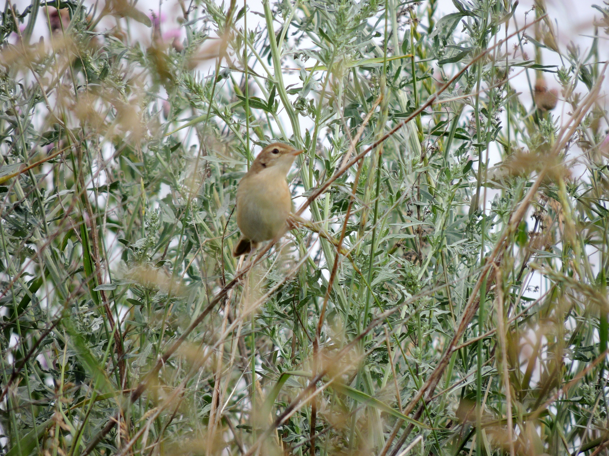 Booted Warbler