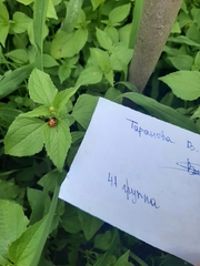 Coccinella septempunctata
