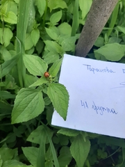 Coccinella septempunctata