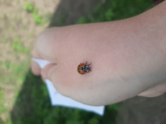 Coccinella septempunctata