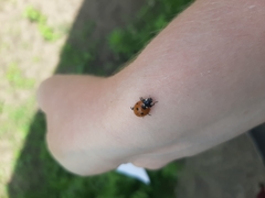 Coccinella septempunctata
