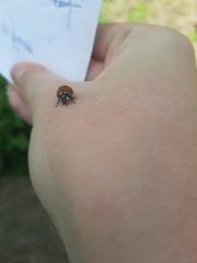 Coccinella septempunctata