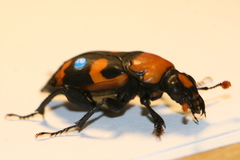 Nicrophorus americanus