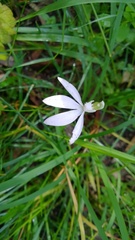 Caladenia picta