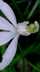 Caladenia picta