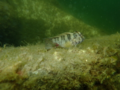 Salaria pavo