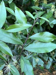 Maerua racemulosa