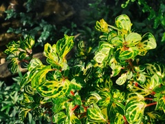 Iresine diffusa herbstii