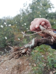 Odontopera bidentata