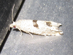 Pelochrista costastriata