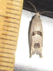 Pelochrista costastriata
