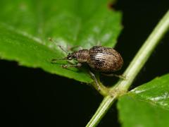 Peritelus sphaeroides