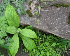 Calomeria amaranthoides