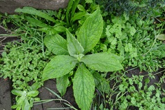 Calomeria amaranthoides