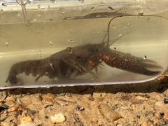 Procambarus spiculifer