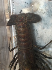 Procambarus spiculifer