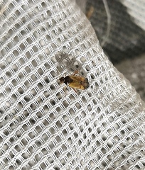 Pinalitus rubricatus