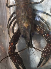 Procambarus spiculifer