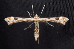 Platyptilia