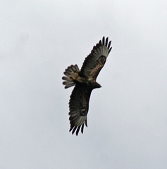 Buteo buteo