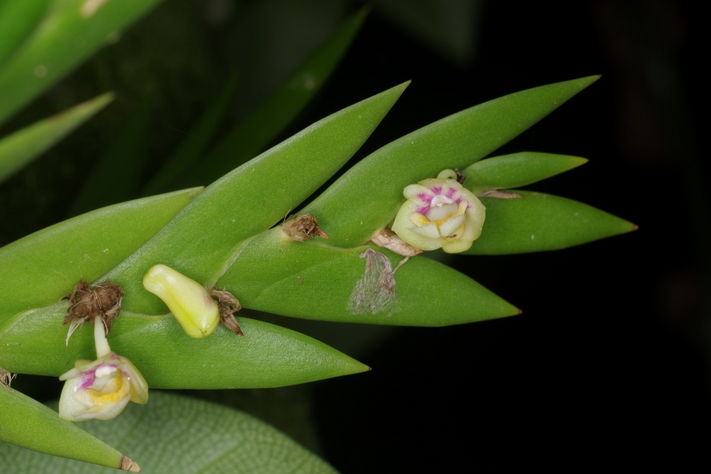 Dendrobium grande Hook.f. 2