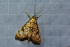 Chalcidoptera thermographa