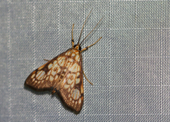 Chalcidoptera thermographa