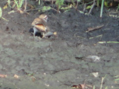 Charadrius vociferus