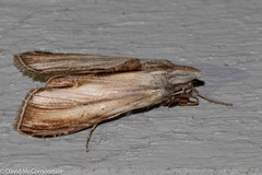 Cucullia convexipennis