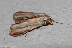 Cucullia convexipennis