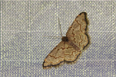 Idaea sublimbaria
