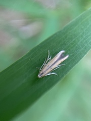 Limnaecia phragmitella