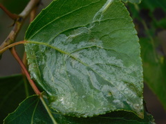 Phyllocnistis unipunctella