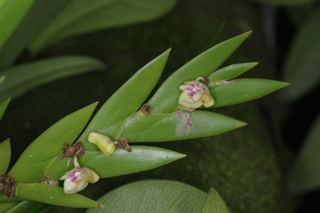 Dendrobium grande Hook.f. 3