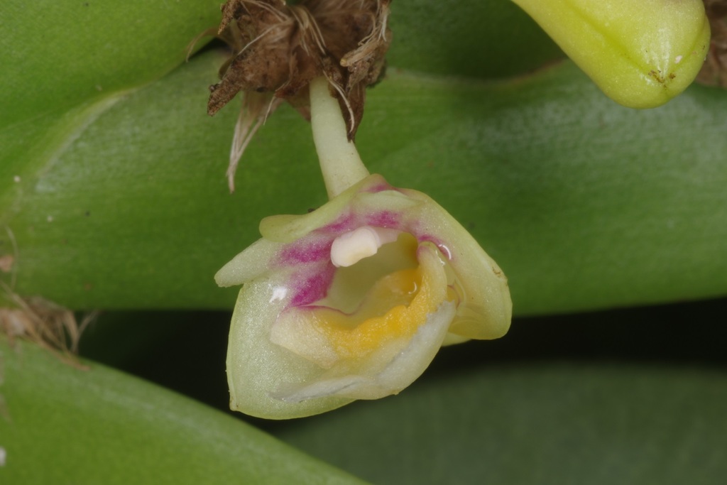 Dendrobium grande Hook.f. 4