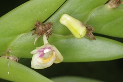 Dendrobium grande