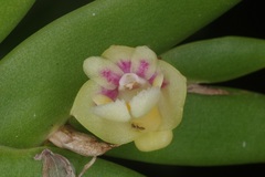 Dendrobium grande