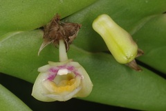 Dendrobium grande