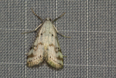 Parapoynx stagnalis
