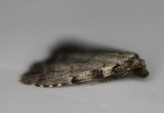 Dyspyralis puncticosta