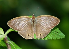 Yphthimoides ordinaria