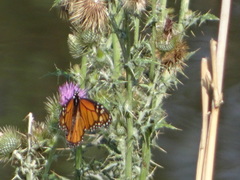 Danaus plexippus