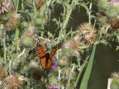 Danaus plexippus