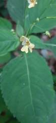 Impatiens parviflora