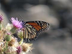 Danaus plexippus