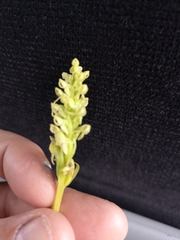 Platanthera hyperborea