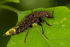 Ontholestes cingulatus